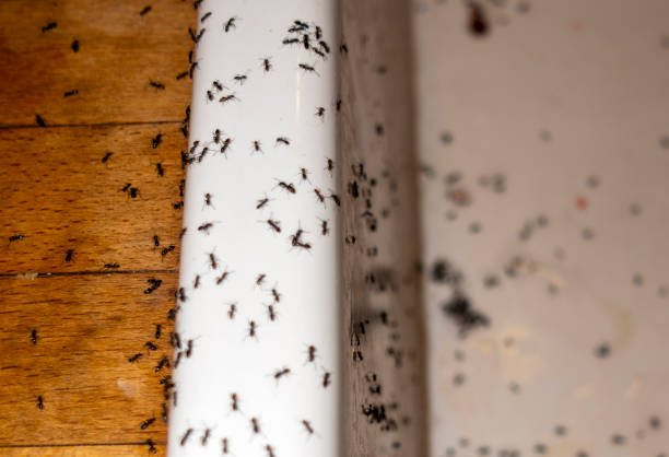 Best Best Pest Control Companies  in Penn Valley, CA